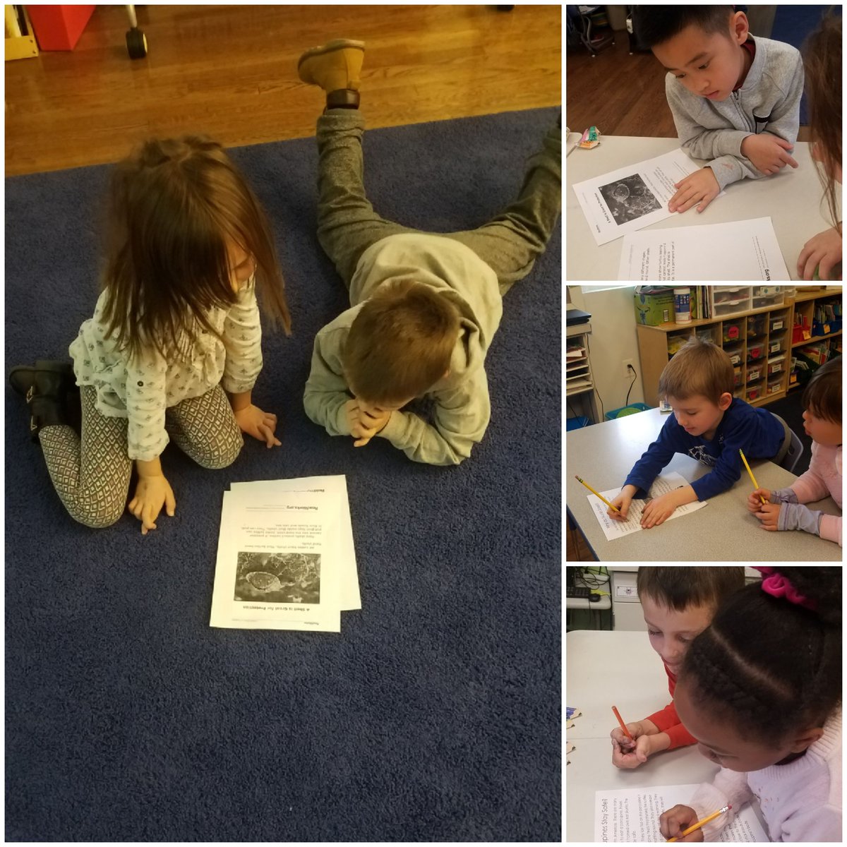 FirstInRoom219's tweet photo. #TheMightyThunderstorm worked through a main idea jigsaw today on animal adaptations. 1st: pairs read 1 of 3 articles 2nd: groups w/ same topic joined to discuss &amp; answer Qs 3rd: 1 pair of each topic came together to teach peers what they learned #flashBOOM https://t.co/BtOvfo11yC