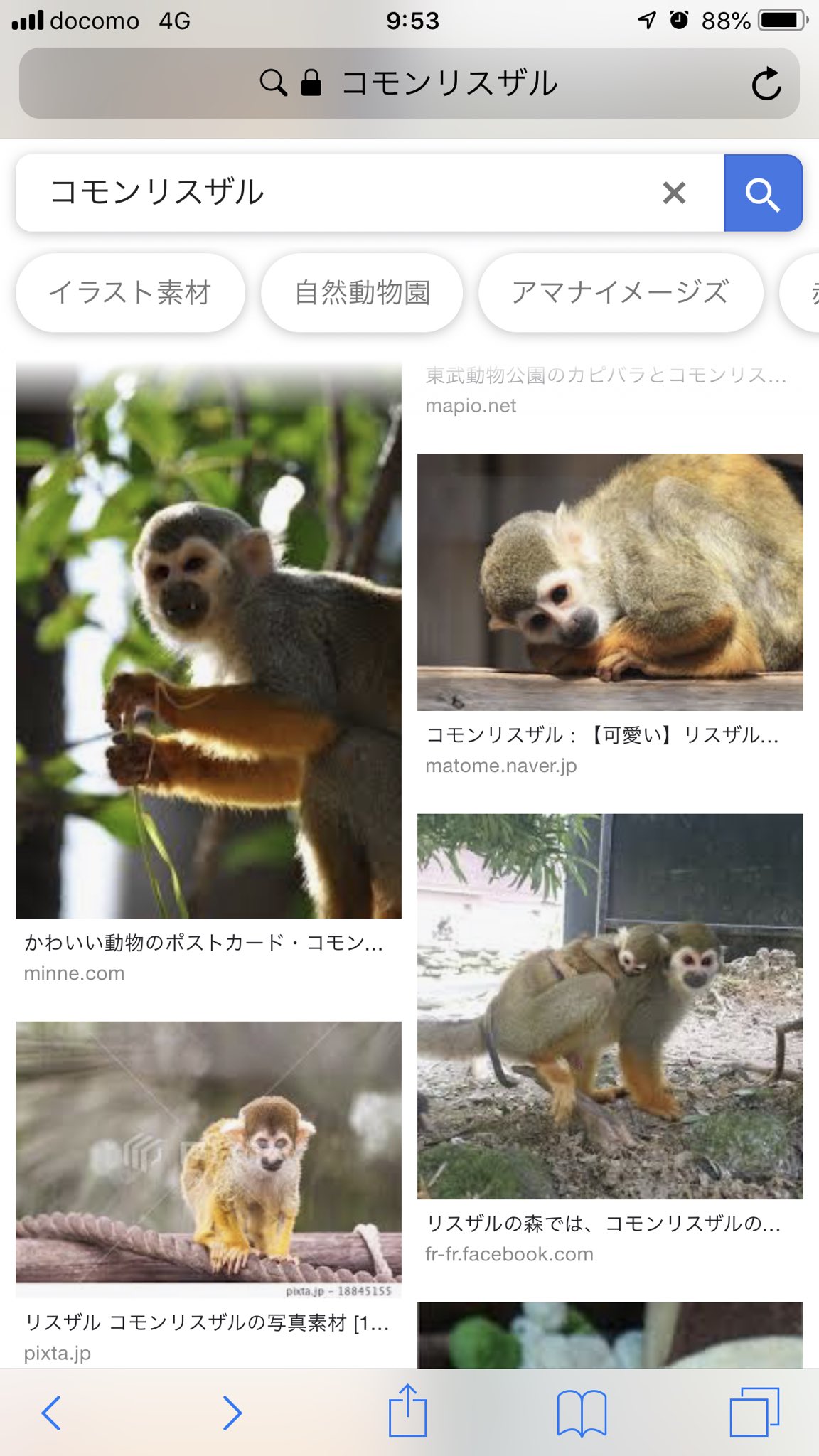 りっく36 サルノリの手足の色とか顔の感じとか コモンリスザル感ある ポケモン剣盾 T Co Tekx4vtgdi Twitter