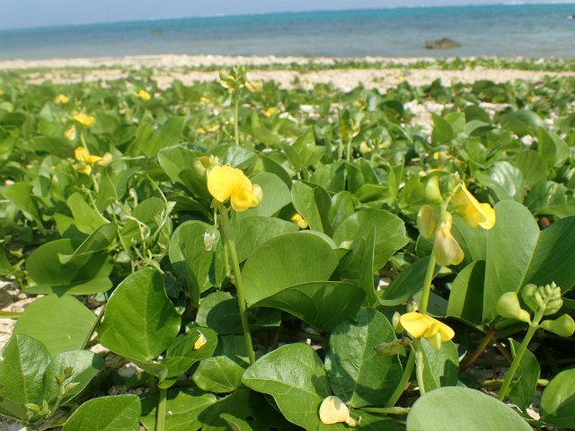 シマアザミ 沖縄 抜き苗 海浜・植物・観葉・観賞 葉トゲ有 