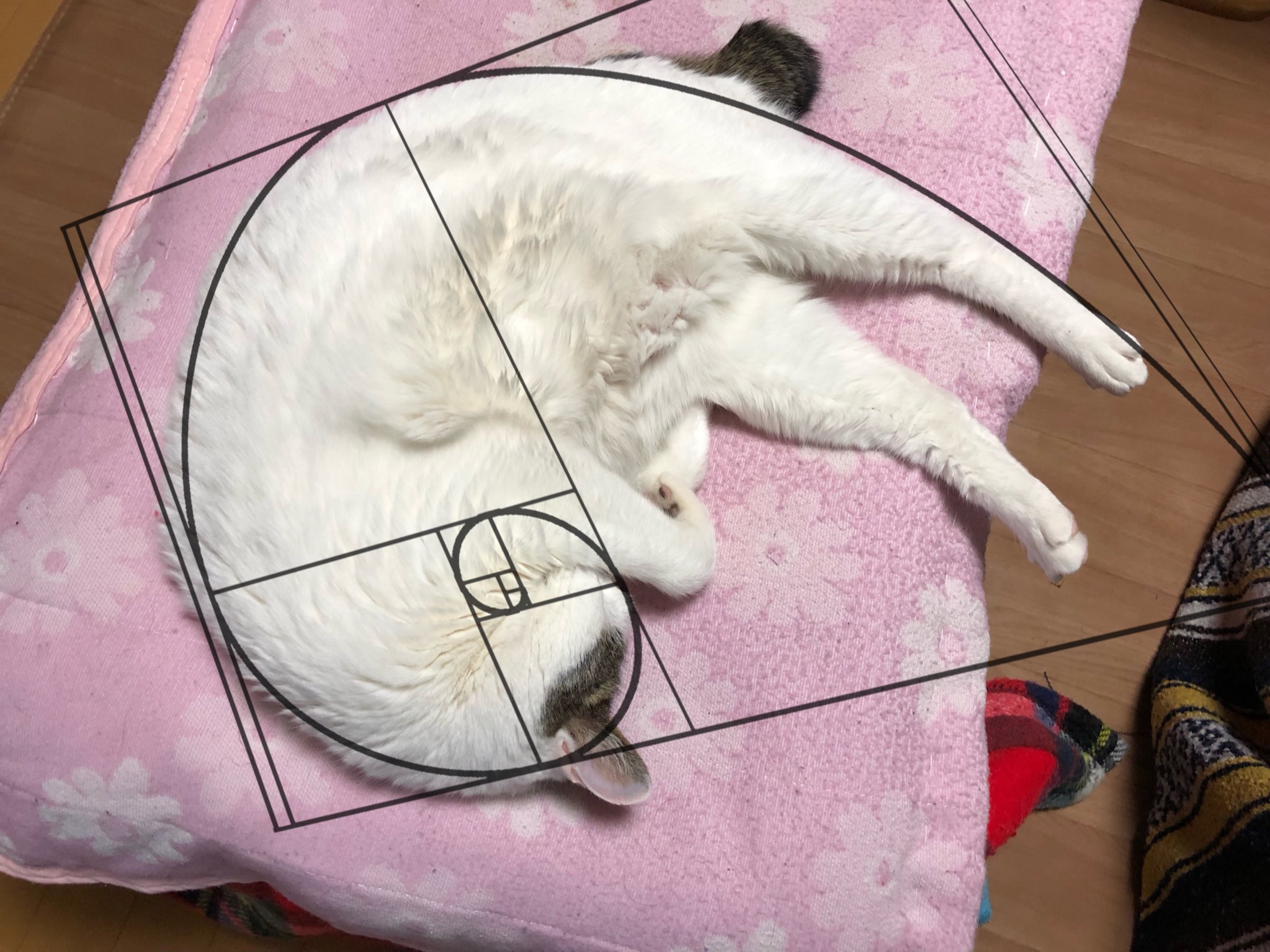 Twitter 上的電電猫猫 Coefont うちの猫が全身黄金比な件についてhttps T Co Azitzhou1m Twitter Twitter 上的電電猫猫 Coefont うちの猫が全身黄金比な件についてhttps T Co Azitzhou1m Twitter
