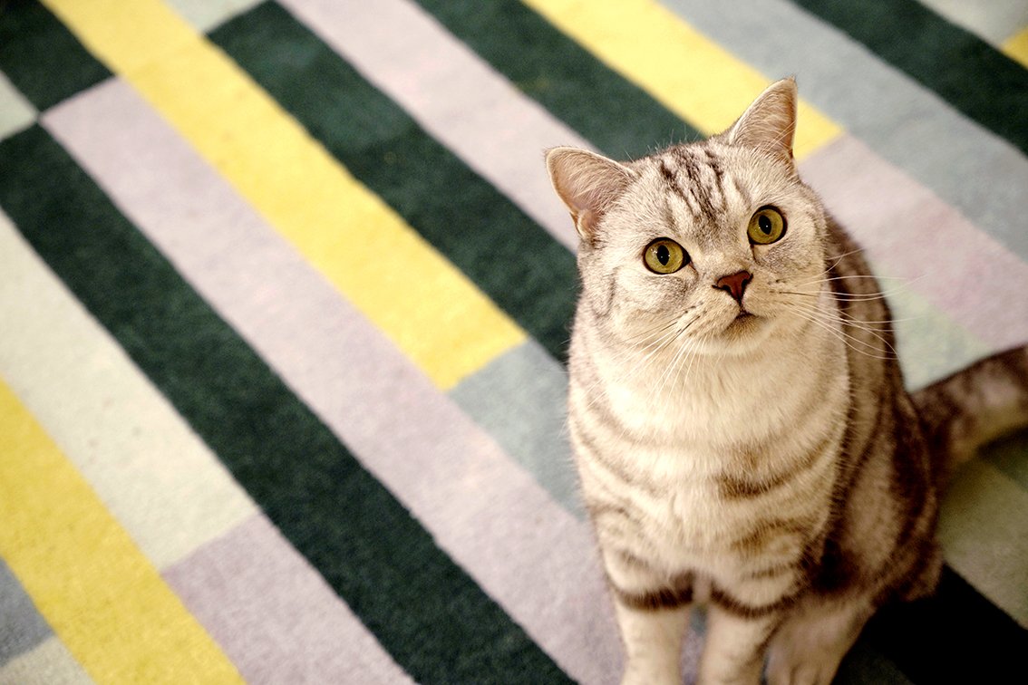 dalbus_JW's tweet photo. 놀아주까?
#surinoel #수리노을 #surinoelyoutube #youtube #유튜브 #cat #고양이 #냥스타그램 #캣스타그램 #소울 #Soul #쏘우리 #쬬우리 #웜톤소울 #목욕한번도안했는데냄새안나는고양이 #공기먹방 #채터링장인 #대답냥이 #애교장인 #조각미묘 #연쇄파괴냥 #벽타는소울 #체대미남소울 #체대��� #체육냥 https://t.co/a41hLQC7O9