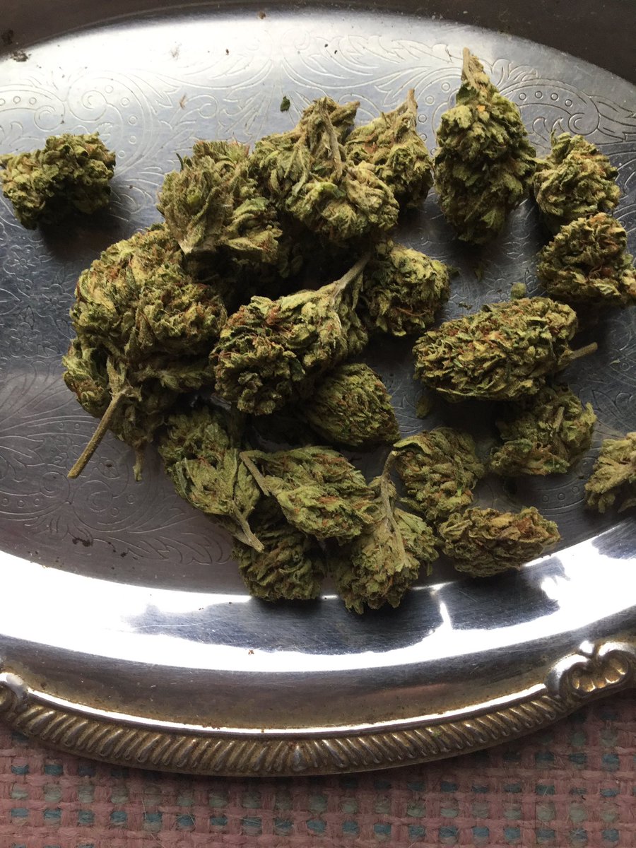 Hippie_of_Love's tweet photo. @_jena4n @AllVape3 @EmeraldZoo @Cogitatorium @MyPottles @Raymosaki @ReeferMcGee @CannacityTweets @StarsofSugar @johnnyrebel907 @tripprrr @Michael57645022 @micha3laml @Dab5_at420 @Artizzahn @realmedicineMI @RedBuds @ReeferClippings @Bklynbby @LARRYIRBY6 @OneFallenAngelM https://t.co/aiqUaJktTg