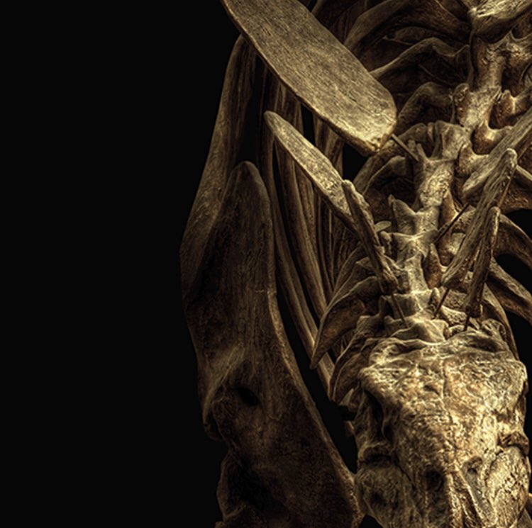 UNIXGallery's tweet image. Christian Voigt and @UNIXGallery are evolving...watch out for #DinosaursinChelsea !
.
.
.
#christianvoigt #evolution #contemporaryart #drnorell #amnh #artcollector #photography #hofstra #art #zonin #zoninprosecco #wine #zoninwines #chelsea #artist #americanmuseumofnaturalhistory