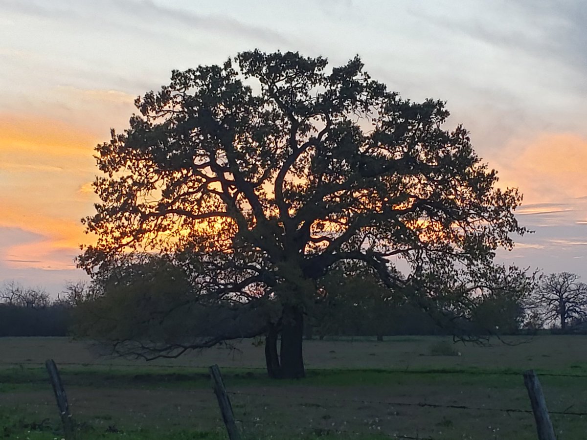 JamieJALFT's tweet photo. God never paints the same one twice! #springarrival in #SouthTexas #SoTex #Texas #MAGA ty God still in land of free because of the brave! https://t.co/0GuNhMhND0