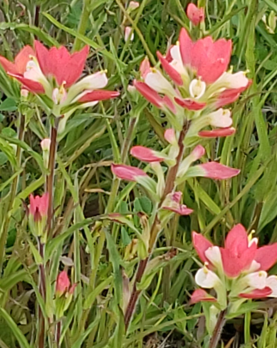 JamieJALFT's tweet photo. God never paints the same one twice! #springarrival in #SouthTexas #SoTex #Texas #MAGA ty God still in land of free because of the brave! https://t.co/0GuNhMhND0