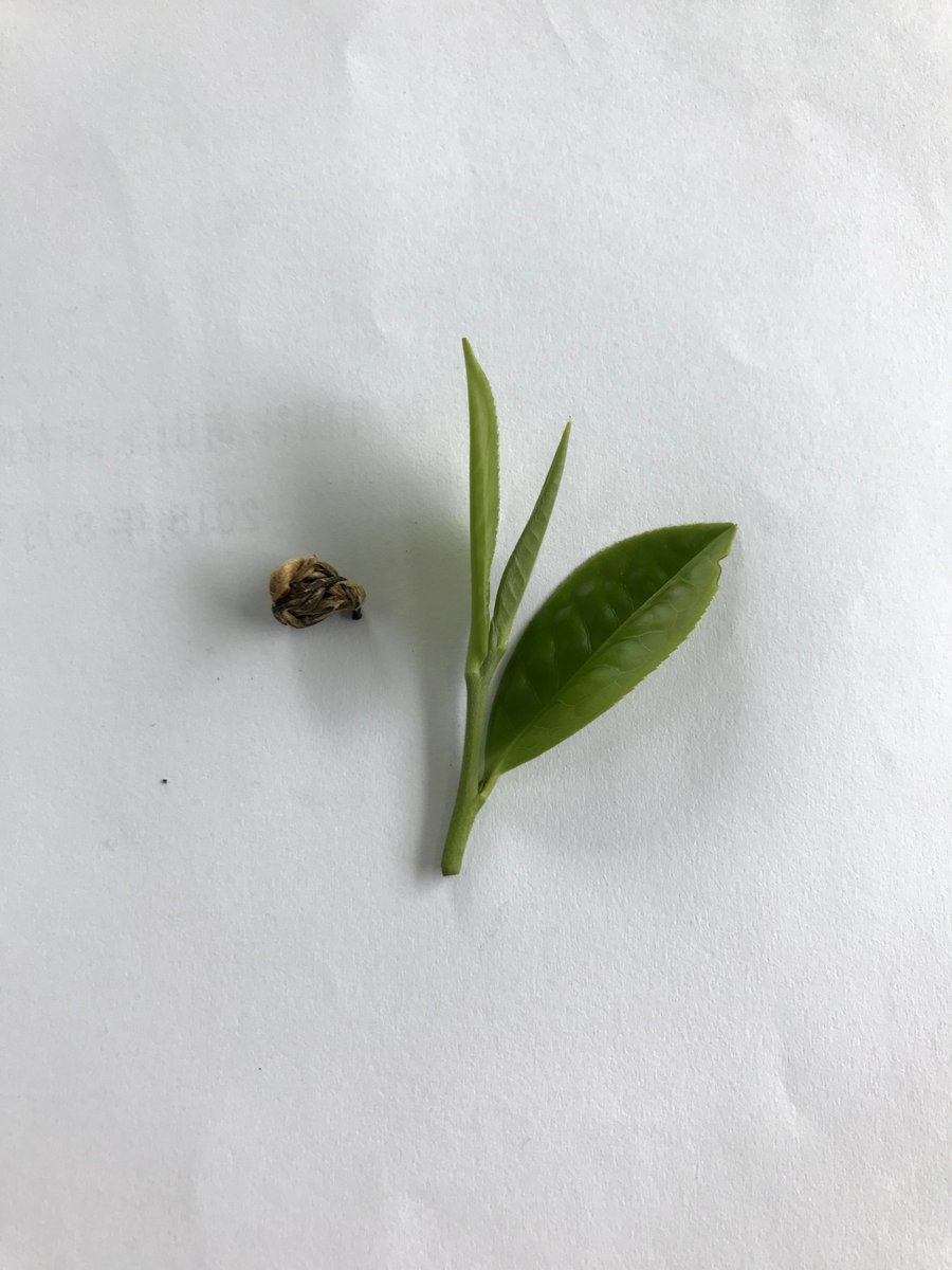 teaandbetter's tweet photo. Zuxiang organic Golden Snail black tea has obtained processing patent certificate.
Dry tea leaf of organic golden snail black tea vs fresh harvested tea leaf.

https://t.co/LhS4HQybMR
#puerh #blacktea #greentea #teaexpert #teashop #teafarm #teagarden #teabrand #teaculture https://t.co/wYdiOQejeT