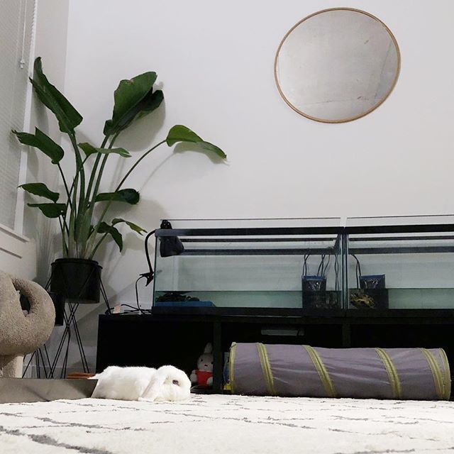 Veryfatrabbit's tweet photo. Did you know that we also have two turtle brothers? We’ve had Burtle and Toitle for 16 years! 🐢 https://t.co/84jMYwQ66r https://t.co/mdyVlDiqEZ