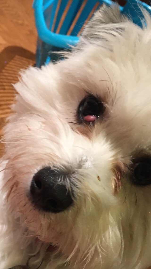 CotonMaltese's tweet photo. have to go to surgery 😭😭 https://t.co/L3m3NH1Axy