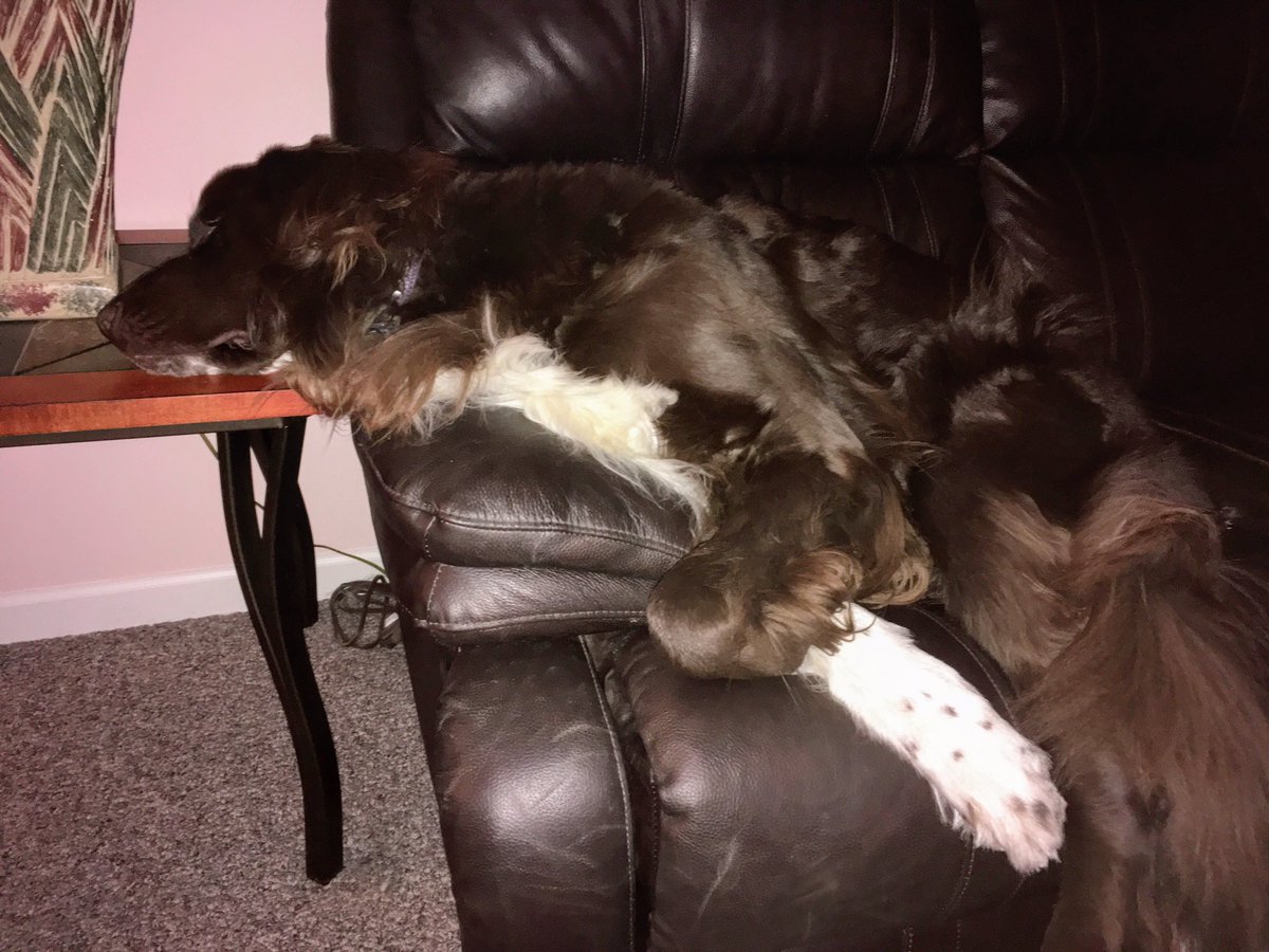 Violet_theNewfy's tweet photo. #PhotoChallengeFeb19
Day 27 Strings
Honestly, frens, I got nothing for this one ๐๐ https://t.co/wMQtzO0TcY