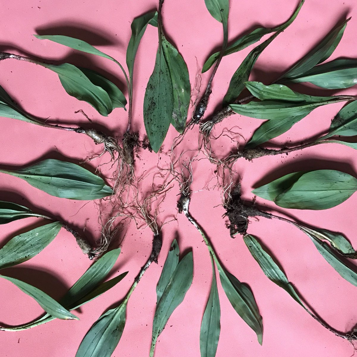 Arkadiy Kukarkin tweet media