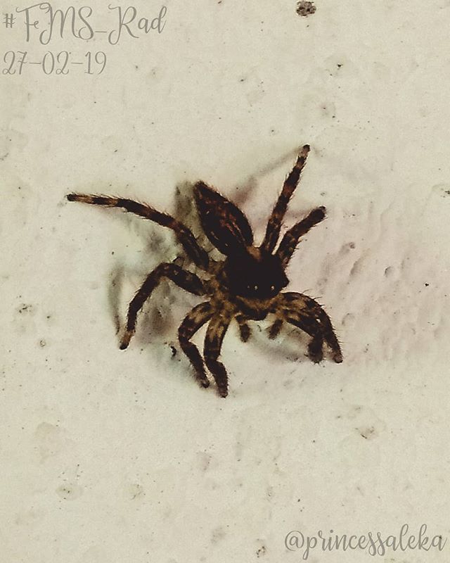 Princess_Aleka's tweet image. [58/365] Día 27. Genial: Una arañita en mi pared. • (Day 27. Rad: A little spider in my wall.) • • •
#FMSPAD #FMSPhotoADay @fmsphotoaday #FMSPhotoADayFeb #FMS_Rad #PhotoADayChallenge #365DaysOfPhotos #LittleMomentsApp #BFYT #VzlaXLike #Genial #Araña … bit.ly/2BVXPay