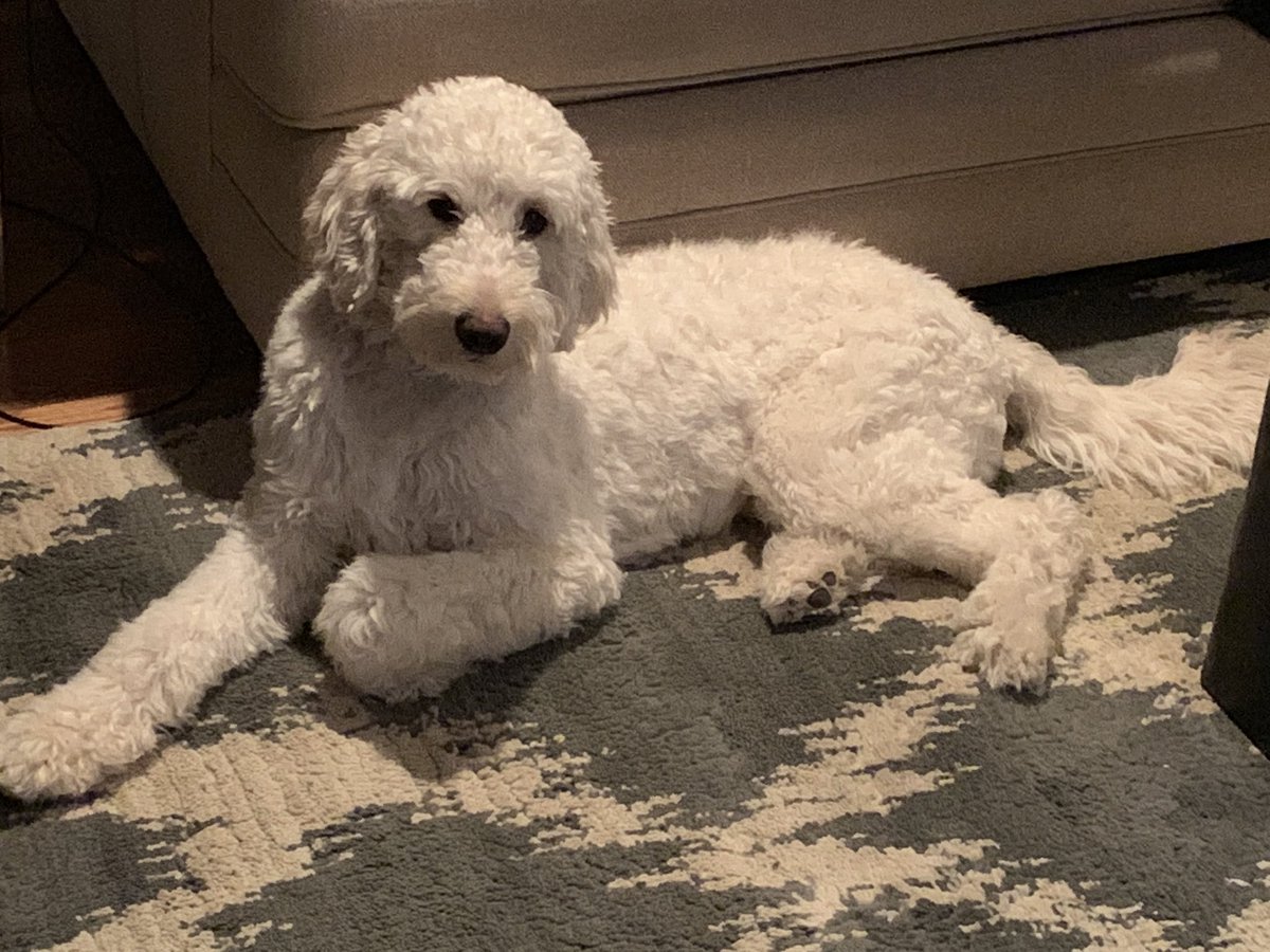 MrBLionPride's tweet photo. @ManeStMirror @MrTupka208 @msloveforan Pearl Berkowitz reporting for duty.  She is a kind pooch! #kindessmatters #kindnessconnection https://t.co/a0NuqdHSbj