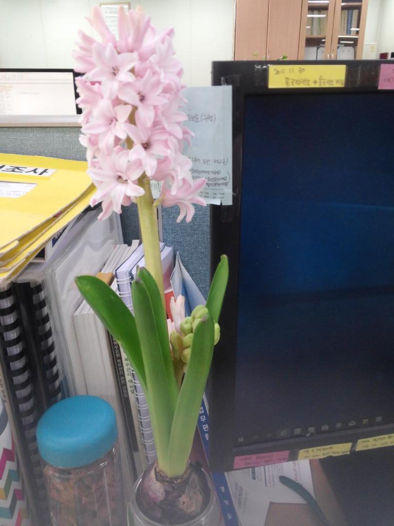 #성남시 #식품안전과

사무실에 봄을 알리는 예쁜꽃들이 
하나둘씩 피기 시작했어요..🌹🌻

머지않아 꽃이피고 화창한 봄날이
우리들 곁에 다가 오겠지요🌷
