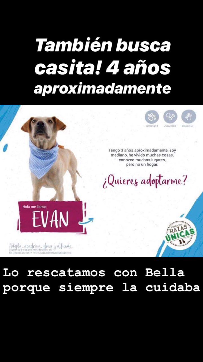 MONYRODRIGUEZOF's tweet photo. ‼️Mis 4 rescatados Bella, Evan, Dante y Ela buscan hogar definitivo! Hace dos años los tengo a mi cargo sin poderles conseguir una casita! 😞

Me ayudan a difundir? 🙏🏼🙏🏼🙏🏼

@PlataformaALTO @YerlyMozo @DanielSamperO @piedrahitangela @andreanimalidad @Amparo_Grisales @DonJediondo https://t.co/XryrJdB4c5