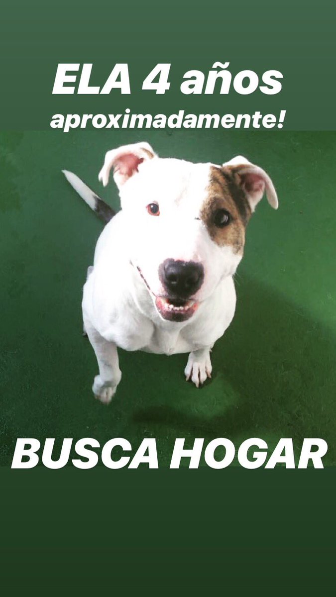MONYRODRIGUEZOF's tweet photo. ‼️Mis 4 rescatados Bella, Evan, Dante y Ela buscan hogar definitivo! Hace dos años los tengo a mi cargo sin poderles conseguir una casita! 😞

Me ayudan a difundir? 🙏🏼🙏🏼🙏🏼

@PlataformaALTO @YerlyMozo @DanielSamperO @piedrahitangela @andreanimalidad @Amparo_Grisales @DonJediondo https://t.co/XryrJdB4c5