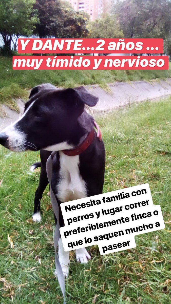 MONYRODRIGUEZOF's tweet photo. ‼️Mis 4 rescatados Bella, Evan, Dante y Ela buscan hogar definitivo! Hace dos años los tengo a mi cargo sin poderles conseguir una casita! 😞

Me ayudan a difundir? 🙏🏼🙏🏼🙏🏼

@PlataformaALTO @YerlyMozo @DanielSamperO @piedrahitangela @andreanimalidad @Amparo_Grisales @DonJediondo https://t.co/XryrJdB4c5