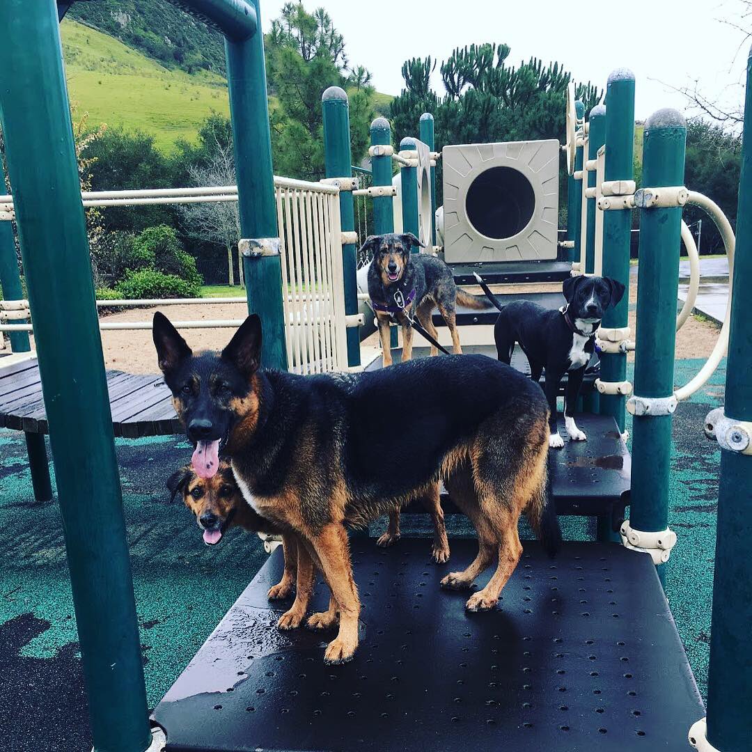 DogCampSLO's tweet photo. Rainy afternoon = no kids at the playground = photo opp! #dogcampslo #dogfriendlyslo #slo #sanluisobispo #sanluisobispocounty #germanshepherd #germanshepherddaily #germanshepherdmix #aussiemix #australianshepherdmix #pitbullmix #bordercolliepitbull #packwalker #adventuredog https://t.co/LRdCvdDiXS