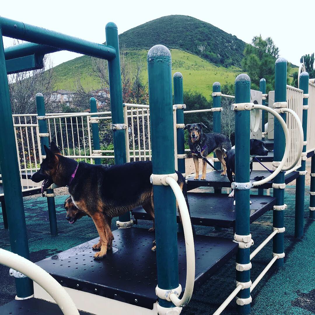 DogCampSLO's tweet photo. Rainy afternoon = no kids at the playground = photo opp! #dogcampslo #dogfriendlyslo #slo #sanluisobispo #sanluisobispocounty #germanshepherd #germanshepherddaily #germanshepherdmix #aussiemix #australianshepherdmix #pitbullmix #bordercolliepitbull #packwalker #adventuredog https://t.co/LRdCvdDiXS