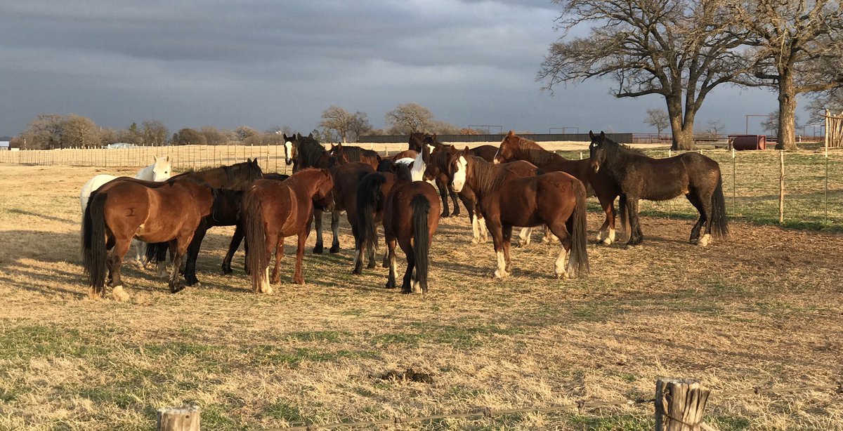 Look what arrived at the 3T Ranch today! World champion bucking horses from the Powder River Rodeo Company getting a little rest before they go to The American! Hank and Lori Franzen have spent 35 years breeding these broncs and they are perfect! #TheAmerican #PRCA