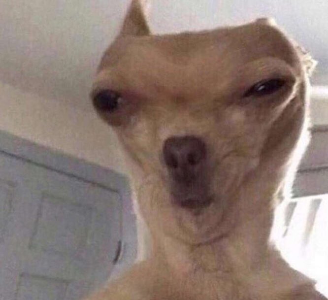 castrosandra10's tweet photo. Funny dog pics are my fav so I’m gonna make a thread. Feel free to send more my way 🐶 https://t.co/XMN2kTKu7Y