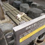 看板の言うことを忠実にきく猫（笑）お利口すぎる（笑）