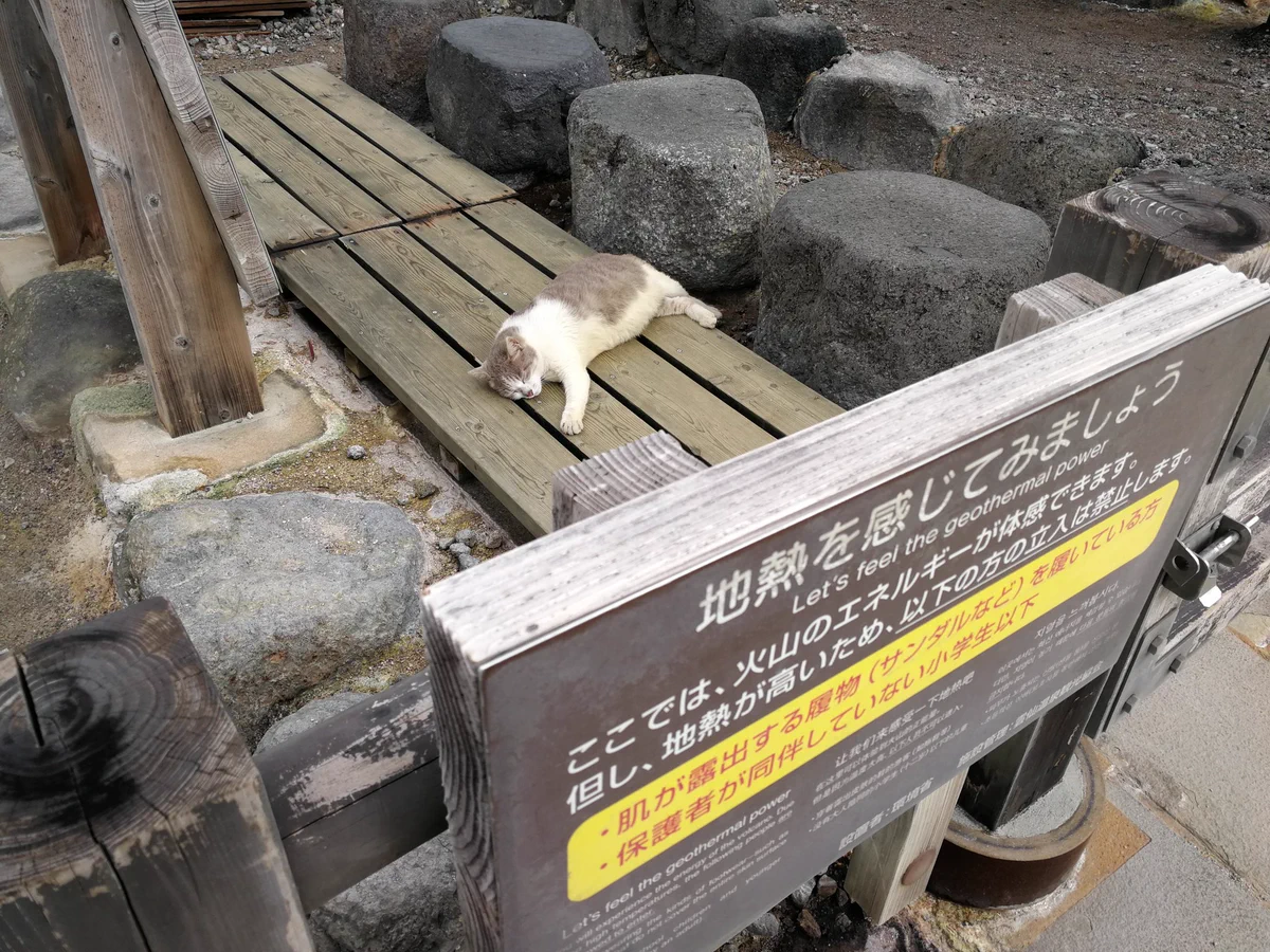 看板の言うことを忠実にきく猫（笑）お利口すぎる（笑）