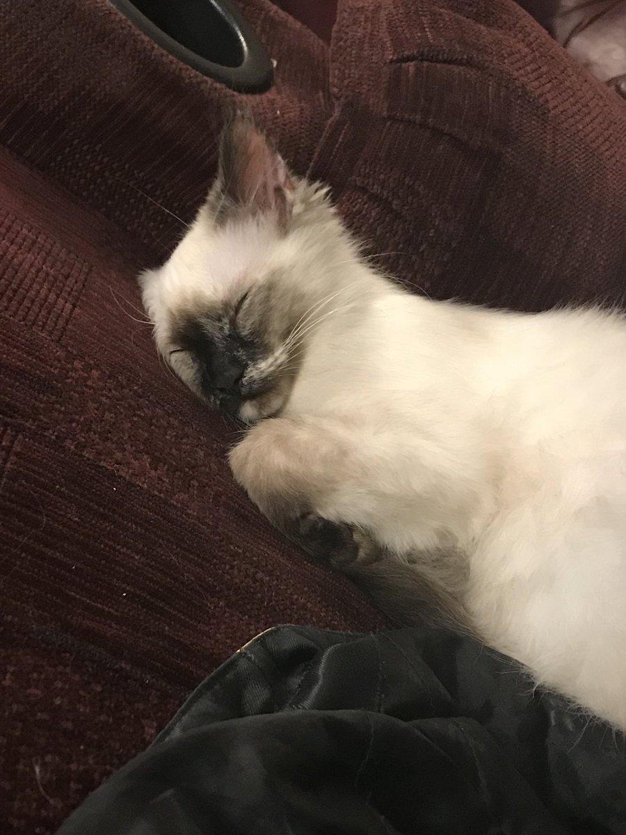 AlexG2490's tweet photo. My friends: โOur cat plays fetch.โ
Me: โWait... you didnโt tell me you were gonna jailbreak the cat and install DogOS on it!โ
#ThingsNerdsSay #CatsOfTwitter https://t.co/iV6OpwSrwy
