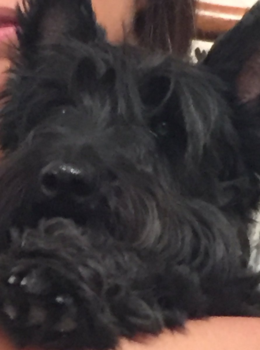 SoFoLupp's tweet photo. #selfiefortiki tarde pero bueno, miren la patita de Lulú https://t.co/tkxipTN51I