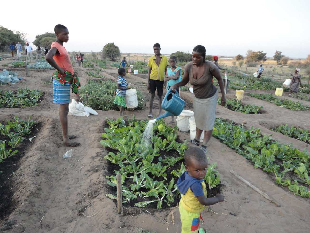 dapp_namibia's tweet photo. Economically empowered family positively impacts the lives of children especially Young Children. Farmers’ Clubs train, support and empower each family to increase its income through establishing income generating horticulture common gardens for each club #economically #farmers https://t.co/Tx1CgFDge4
