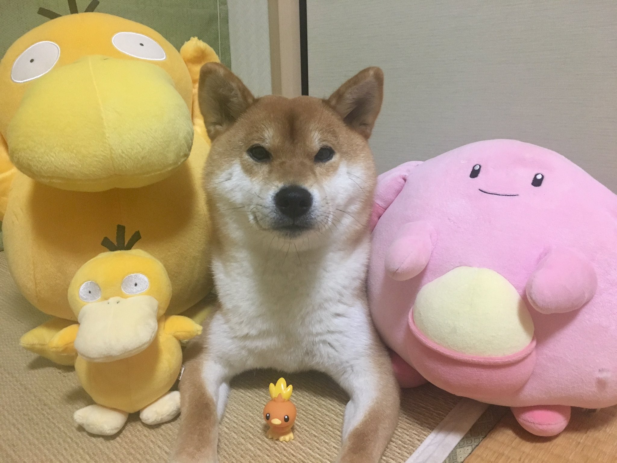 柴犬ゆきちゃん בטוויטר 柴犬ポケモンが1番可愛い 好きなポケモン4匹晒すと好みがわかる T Co O5obqwljqe טוויטר