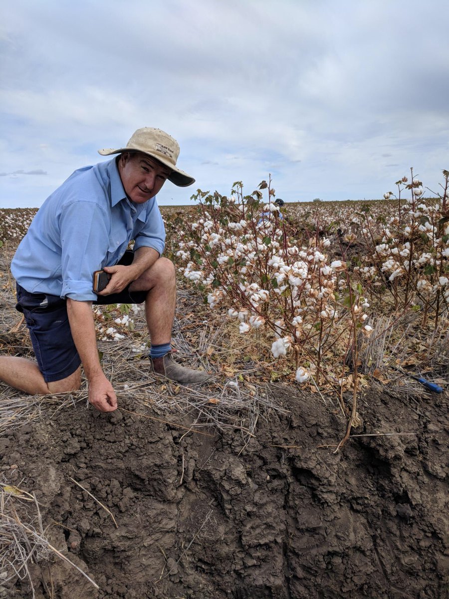 End of season diagnosis at #Moree. Great way to make sense of the end result. <a href="/drycotresassoc/">DCRA</a> <a href="/BWRural/">B&W Rural</a> <a href="/gwydircotton/">Gwydir CGA</a>