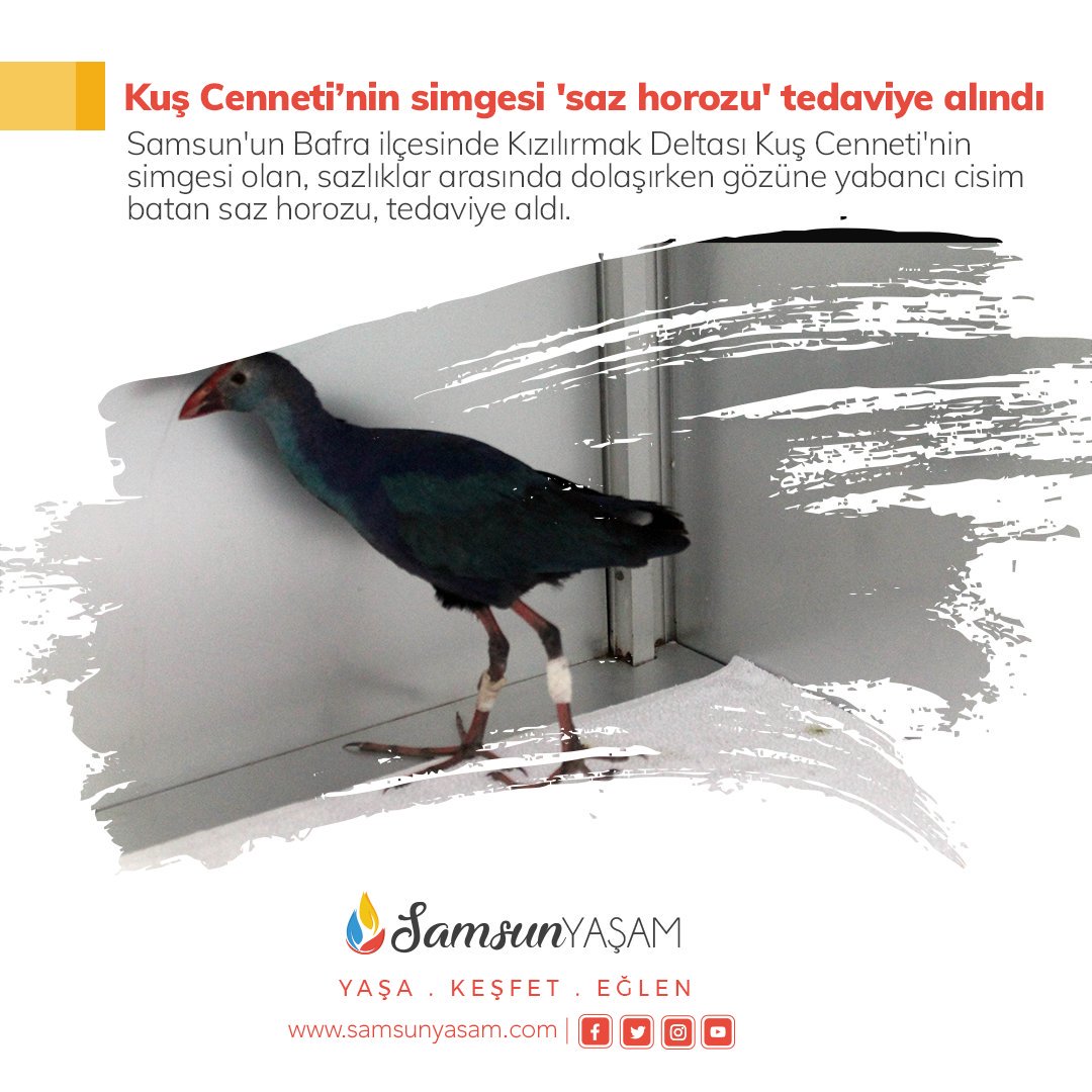 Kızılırmak Deltası Kuş Cenneti'nin simgesi olan, sazlıklar arasında dolaşırken gözüne yabancı cisim batan saz horozu, tedaviye aldı.