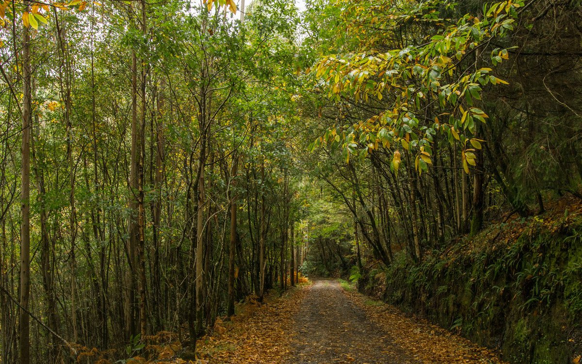 Concluye con éxito nuestro proyecto sobre conservación activa de hábitats y aves mediante la certificación FSC. Incluye firma acuerdos de custodia en Fragas do Eume (A Coruña) con <a href="/acefga/">ACEFGA</a> y en Santo Adriano (Asturias) con <a href="/FAPASSPAIN/">FAPAS</a> 
Apoya <a href="/FBiodiversidad/">Fundación Biodiversidad</a>
es.fsc.org/es-es/sala-de-…
