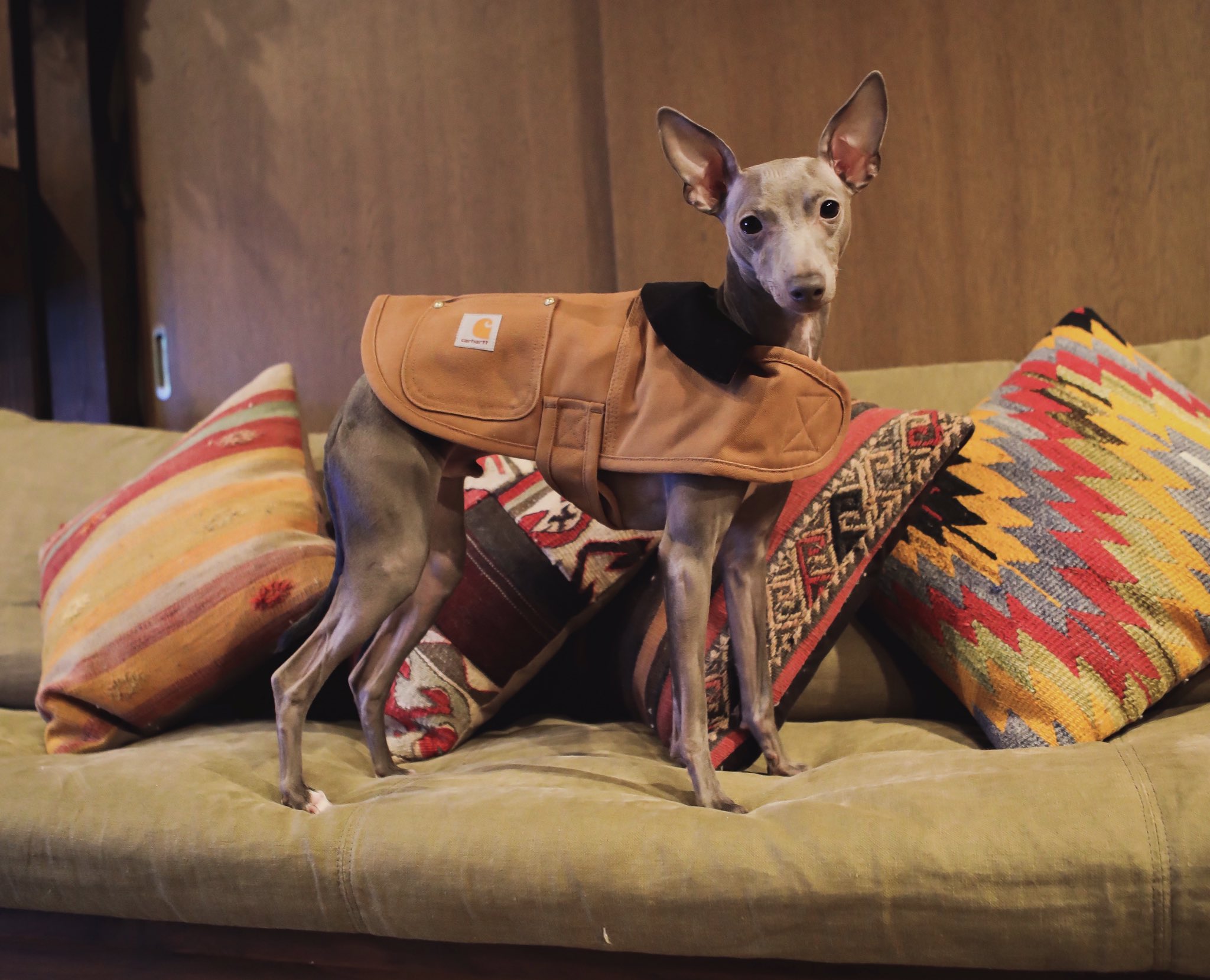 Carhartt dog chore coat large top