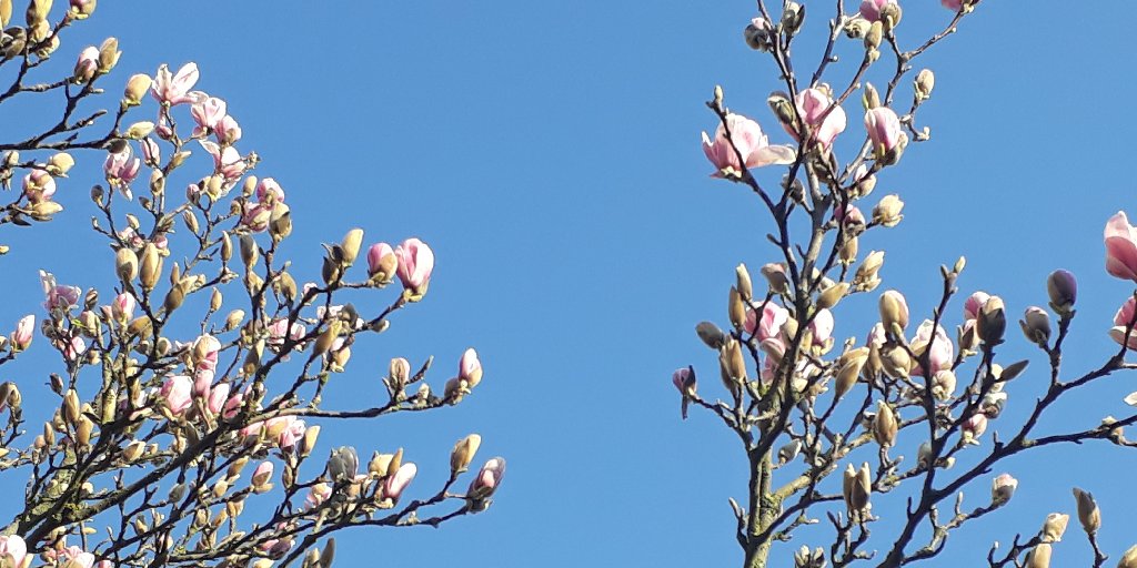flowerarrmag's tweet photo. Buds &amp; bulbs have been fast emerging with the glorious warm #weather of late! Which #spring #flowers have you noticed which could be used in arrangements? ⚘🤔⚘ #florist https://t.co/jNWg0e15K1