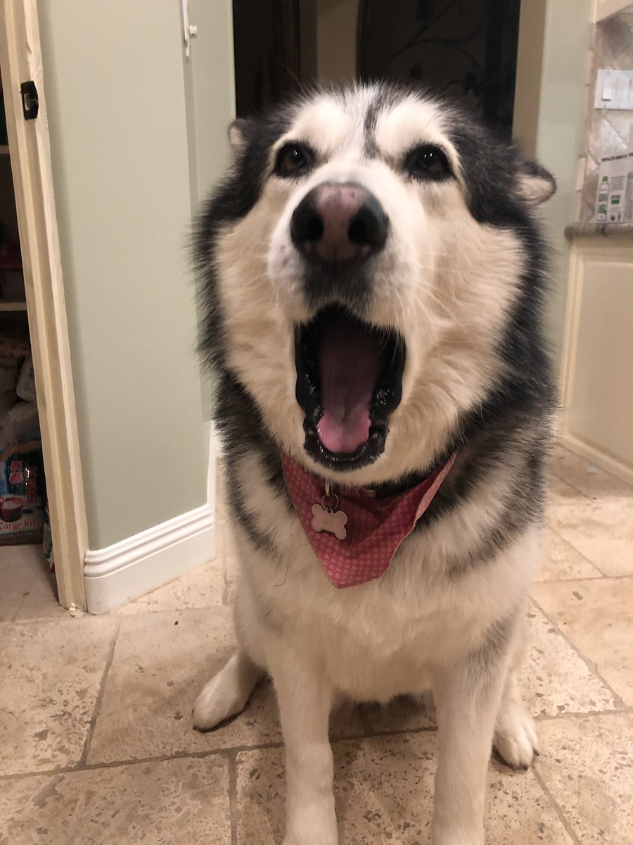 sydknneee's tweet photo. retweet my doggo lawley so she can finally meet @KianLawley !!! https://t.co/J4v6A7btXL