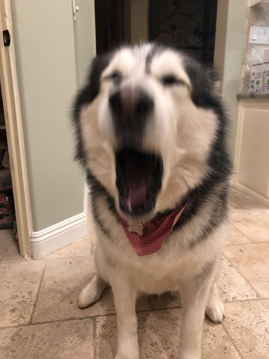 sydknneee's tweet photo. retweet my doggo lawley so she can finally meet @KianLawley !!! https://t.co/J4v6A7btXL