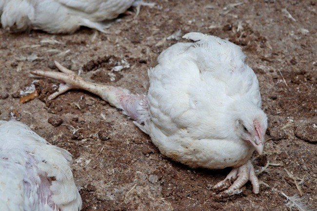FarmersForAdvo's tweet photo. The weight gain has caused these chickens to fall apart in every sense of the word. They get so heavy that they struggle to stand. Their body’s physical can’t support the weight and many spent their lives in their own waste and even the carcasses of other chickens. https://t.co/tIz4L2wLvF