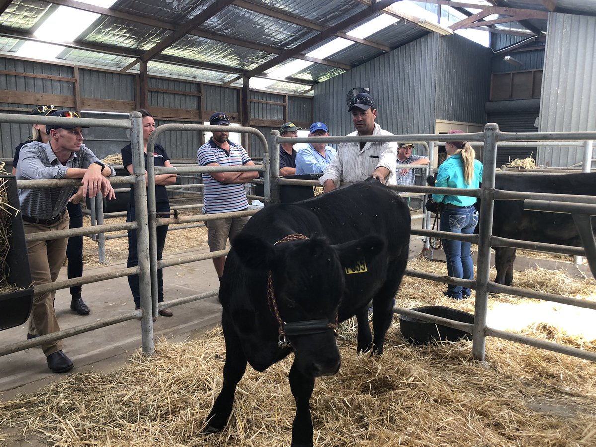 hortinix's tweet photo. #Nuffield NSW regional tour of Western Sydney/Hawkesbury kicking off with visit to #GreenCamel organic glasshouse production, fuelled by barramundi waste:) Then onto the cattle program at #WSU ! #nuffieldag #happydays https://t.co/SA06P5oFcm