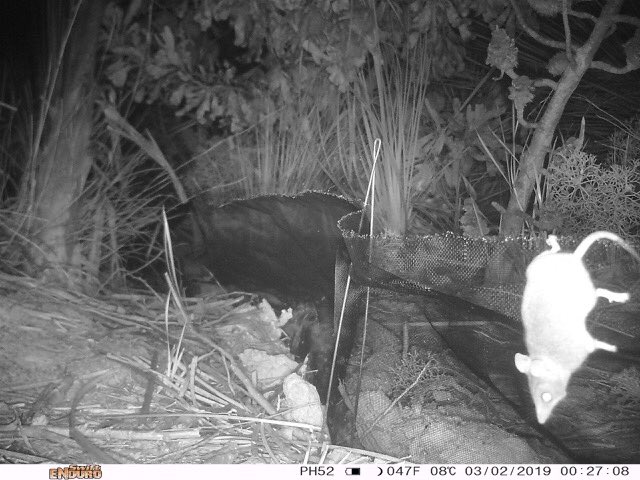 It’s always great to get a nice clear image of your cryptic target species - like this #cameratrap image of the Endangered Kangaroo Island dunnart! There’s nothing more frustrating than a blurry picture that you cannot 100% verify! #WildOz