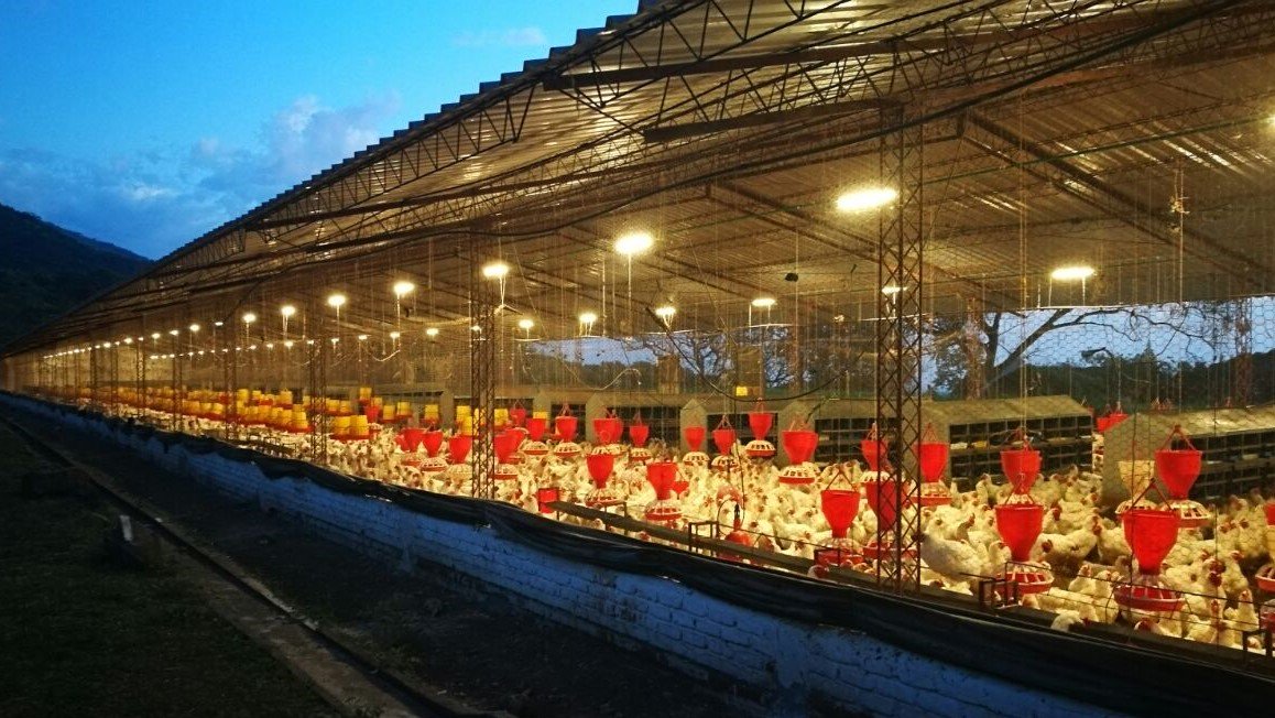 FarmersForAdvo's tweet photo. According to C. J. Schmidt from the Department of Animal and Food Sciences, University of Delaware it is a normal practice for broilers to leave the lights on 24/7 to force the chickens to stay awake and continually eat and gain weight! https://t.co/d25MA6ayFo