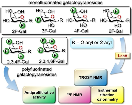 ChemEurJ's tweet image. Pioneering studies on fluorinated galactopyranosides conducted @universitelaval by D. Giguere et al. #NMR #lectin #biochemistry doi.wiley.com/10.1002/chem.2…