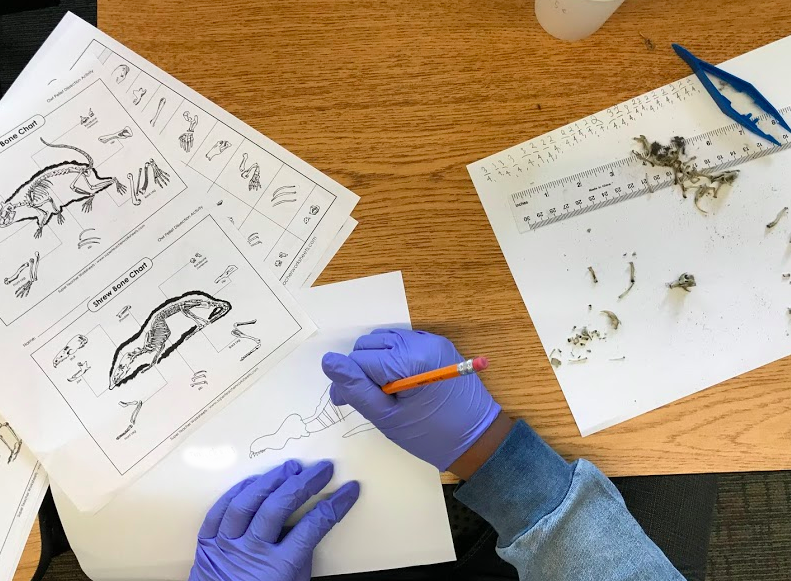 FabledFoxes's tweet photo. Students identified and measured the bones they found while dissecting regurgitated owl pellets today. They'll be organizing the data they collected in a line plot! https://t.co/RuI5BOA9p1