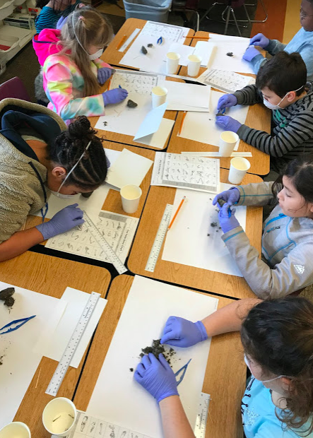 FabledFoxes's tweet photo. Students identified and measured the bones they found while dissecting regurgitated owl pellets today. They'll be organizing the data they collected in a line plot! https://t.co/RuI5BOA9p1