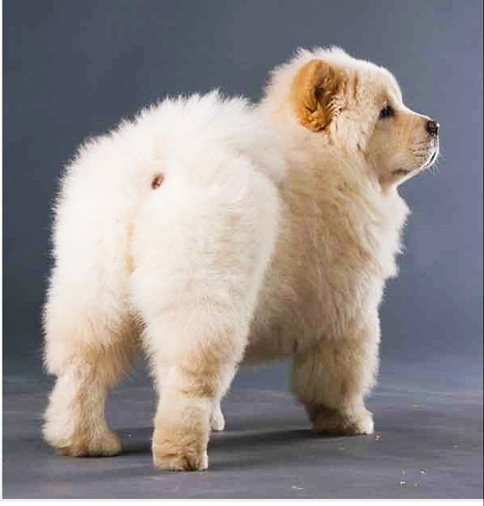 Dohavets's tweet image. Scooting, Licking or biting his rear end, A bad smell, Constipation or pain when pooping/sitting are some of the symptoms that your dog has an Anal Sac Disease. 

#awareness #AnalGland #dohavets