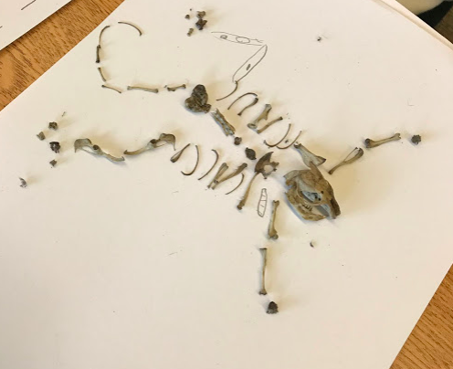 Students identified and measured the bones they found while dissecting regurgitated owl pellets today. They'll be organizing the data they collected in a line plot!