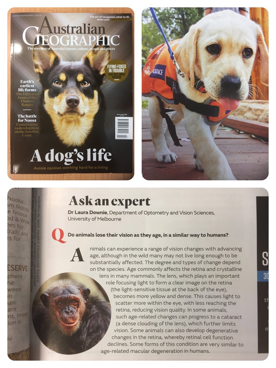 Prof Laura Downie (@drlauradownie) on Twitter photo Delighted to have contributed to the Australian Geographic “Ask an expert” column in this month’s issue on the topic of whether animals experience vision changes with age, like humans... <a href="/ausgeo/">Australian Geographic</a> <a href="/NatGeo/">National Geographic</a> #FrontTear lab. Delighted to have contributed to the Australian Geographic “Ask an expert” column in this month’s issue on the topic of whether animals experience vision changes with age, like humans... <a href="/ausgeo/">Australian Geographic</a> <a href="/NatGeo/">National Geographic</a> #FrontTear lab.