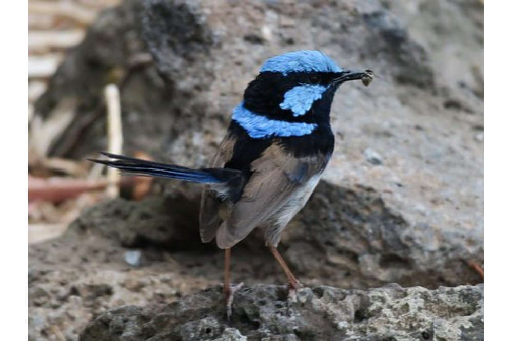 Incredible!

Love Birds? Visit us at: bit.ly/birdlovers17/

#birdsculpture #birdsofusa #birdsofcalifornia