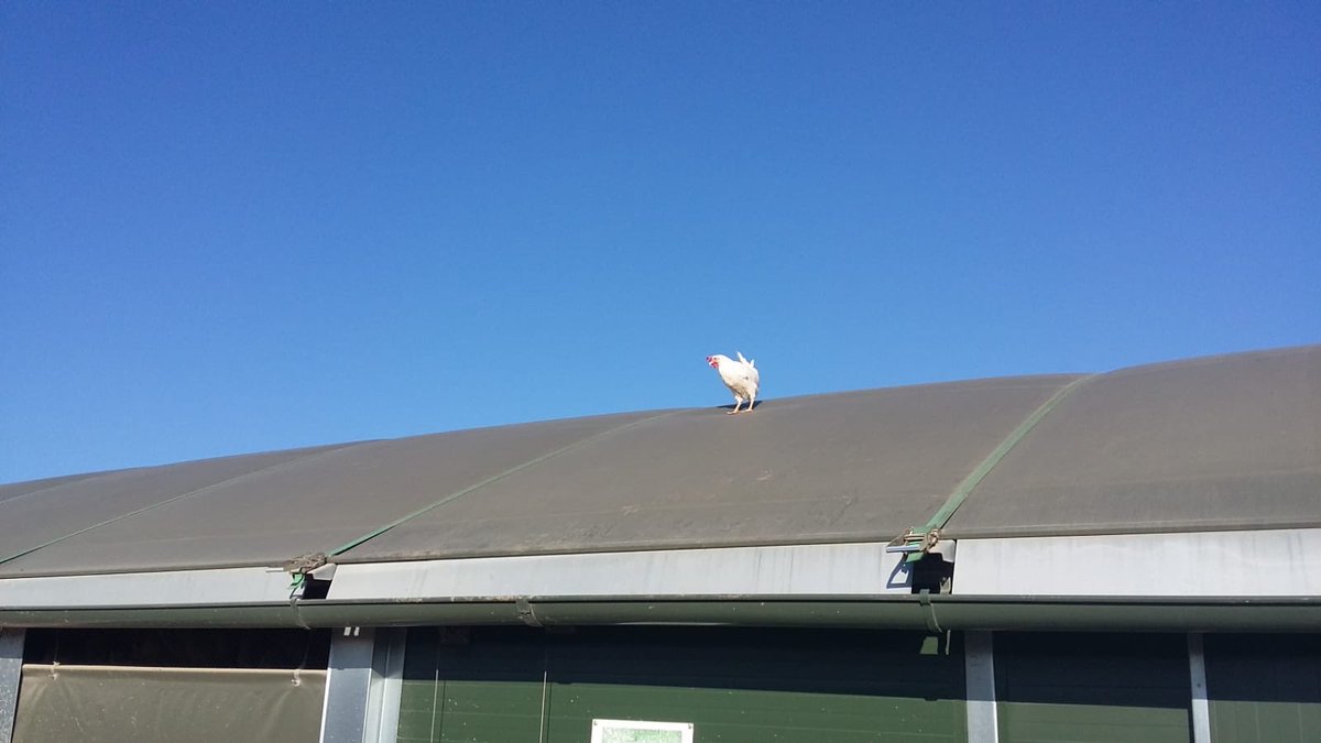 CacklebeanEggs's tweet photo. Well young lady might be a good view up there but you have to come down at some point 🐓🤣☀️#Pullets #CackleBean #CackleBeanEggs #CackleberryFarm #Cotswolds #TheCotswolds #Farming #FunnyGirls #ArlingtonWhites #BlueSkies #FreeRange #ALittleBitTooFreeRange https://t.co/VLOMvu0QyR