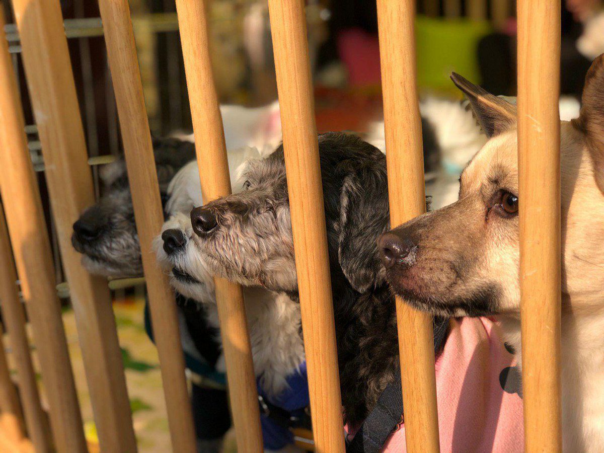 Commons_fdn's tweet photo. Donate for the abandoned animals using MicroBitcoin! Blockchain, the transparent and decentralized digital ledger will make the whole process of donation transparent and fair.
https://t.co/pYiWPBGkHb

#commons #p2p #blockchain #donation #donate #campaign #animals #charity https://t.co/QcG32ug7qE